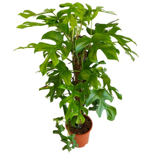FILODENDRON MINIMA 90cm na Arena.pl