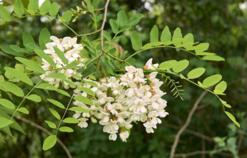 AKACJA ROBINIA - sadzonki w doniczkach zdjęcie 1