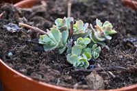 Rozchodnik Siebolda Bright Pink na skalniak