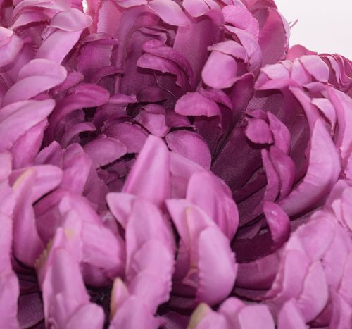 Chryzantema extra dirty violet na Arena.pl