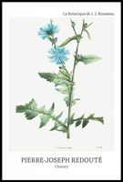 Plakat 61x91,5cm Design Chicory, Redoute Vintage do Salonu