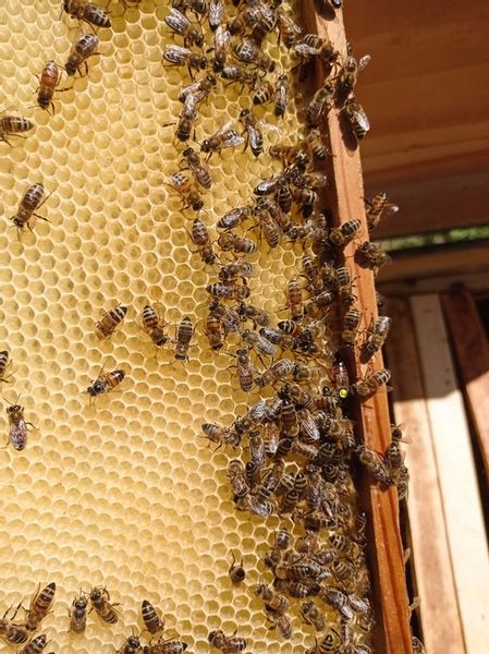 Miód Wielokwiatowy + Lipowy z RODZINNEJ PASIEKI zdjęcie 4