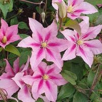 Powojnik Rosamunde wielkokwiatowy 1L Różowy piękny