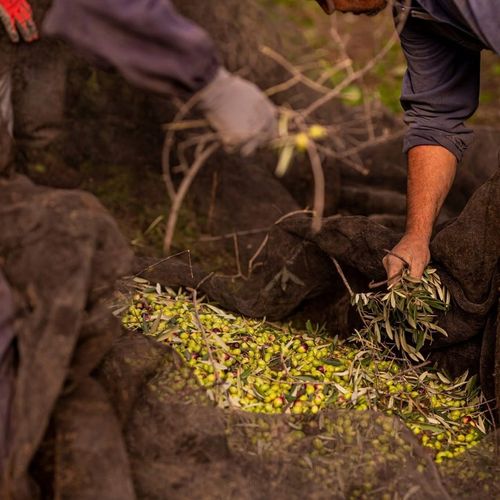 Guglielmi Monogram Intenso Oliwa Extra Virgin 500 ml na Arena.pl