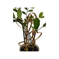 Podpora do roślin w kształcie serc - solidna i dekoracyjna