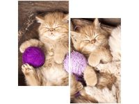 OBRAZ DRUK ŚPIĄCE KOTY MISCE