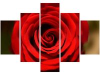 OBRAZ RED ROSE