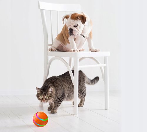 PIŁKA dla PSA LED USB Pilot Interaktywna RUCHOMA na Arena.pl