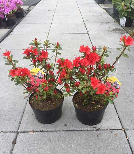 Azalia japońska Estrella C2 E na Arena.pl