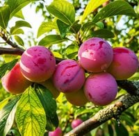 Śliwa Renkloda Althana Drzewko Sadzonka Odporna Wybitnie Smaczna