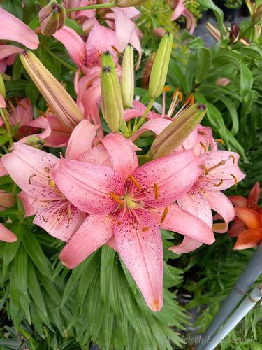 Lilia azjatycka Pink Pixie na taras i balkon na Arena.pl