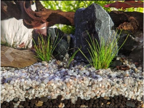 15 kg SZARY PIASEK KWARCOWY DO AKWARIUM 0,6-1,2mm na Arena.pl