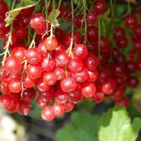 GK PORZECZKA CZERWONA ROVADA RIBES RUBRUM PYSZNE OWOCE BOGATA W WITAMI