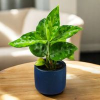 Aglaonema pictum TRICOLOR kolekcjonerska OCIEPLACZ GRATIS D6cm