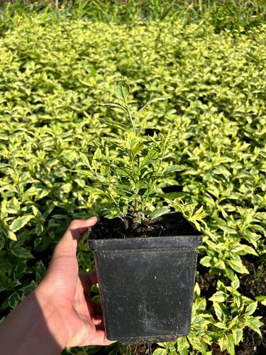 Aster Japoński 'Shogun' Pstre liście (Kalimeris yomena) Doniczka 2.0L na Arena.pl