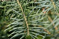 Jodła Kalifornijska SADZONKI Jednobarwna 3 lata GK 20-30cm