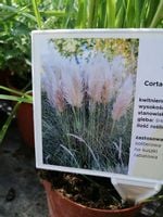 Trawa pampasowa Pink Feather ciekawe wybarwienie