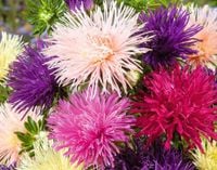 NASIONA Kwiatów Aster Chiński Chryzantemowy Wysoki Mieszanka Kwiaty 410305