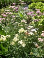 Krwawnik pospolity sadzonka bylina skalniak zioła