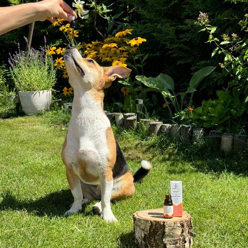 OLEJEK KONOPNY CBD 10% | FULL SPECTRUM | DLA ZWIERZĄT| ŁOSOŚ | DLA PSA KOTA na Arena.pl