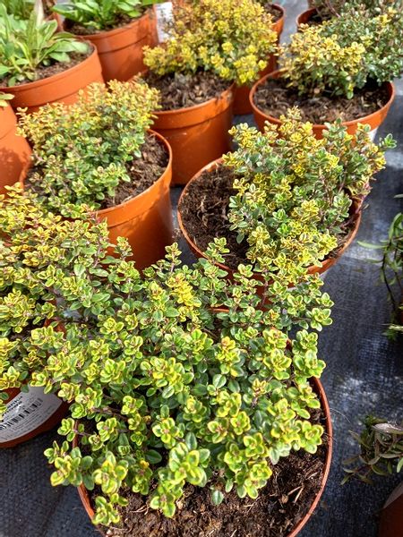 Macierzanka cytrynowa Gold Stream miododajna zdjęcie 4