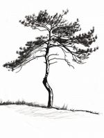 Plakat 75x100cm Samotna Sosna