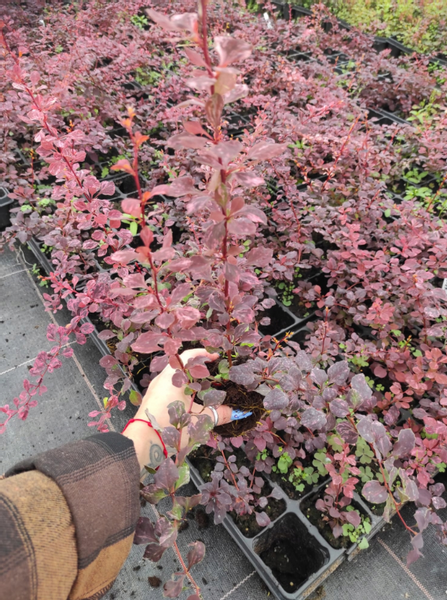 Berberys Thunberga SILVER BEAUTY 10-30cm Srebrna Elegancja do Ogrodu zdjęcie 5