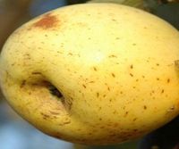 JABŁOŃ KRONSELKA stara odmiana niskopienna - sadzonki 120 / 140 cm