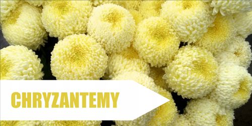 BANER CHRYZANTEMA CREAMIST reklamy na płot plandek na Arena.pl