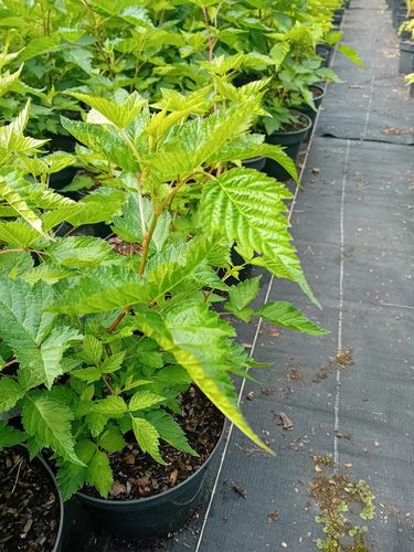 Malina okazała Olympic Double - Rubus spectabilis na Arena.pl