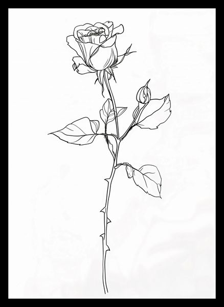 Plakat 25x35cm Kontur Róży zdjęcie 2