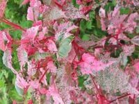 KLON flamingo SZCZEPIONY NA PNIU 160 cm POLSKA PRODUKCJA