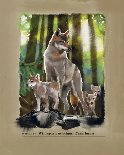 Hajda. Beskid bez kitu zdjęcie 5