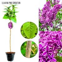 Lilak Sensation biało-fioletowe kwiaty NA PNIU 50-90 cm