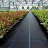 Agrowłóknina Ściółkująca Czarna 70G 0,8X50M