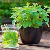 Stewia Eko Słodzik (Liście 20 Razy Słodsze Od Cukru) Stevia Rebaudiana