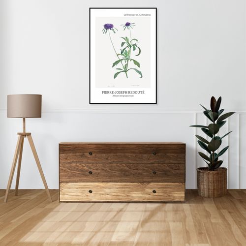 Plakat 60x80cm Design Allium Atropurpureum, Redoute Vintage do Salonu na Arena.pl