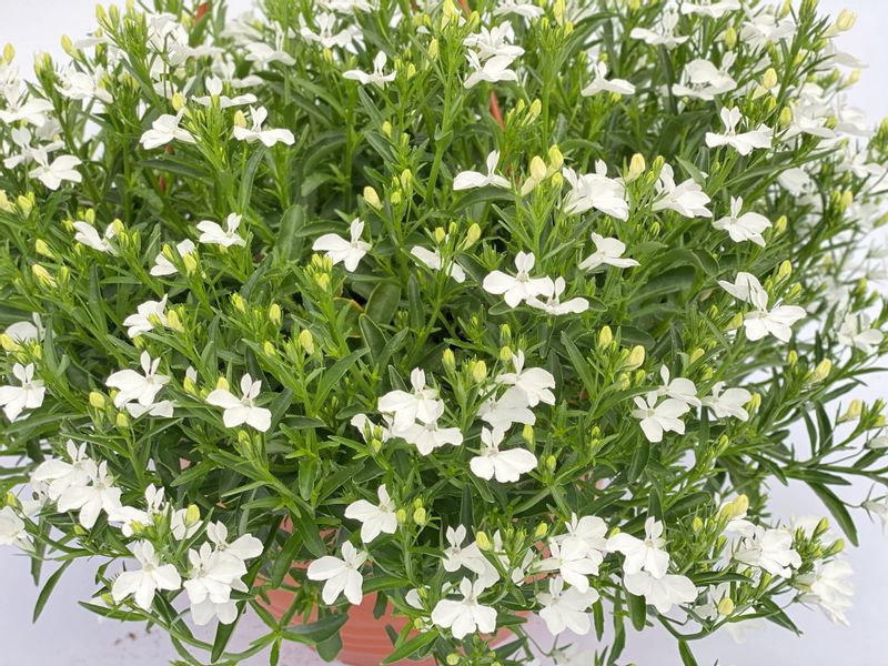 Lobelia biała, duża w donicy wiszącej P25 Arena.pl