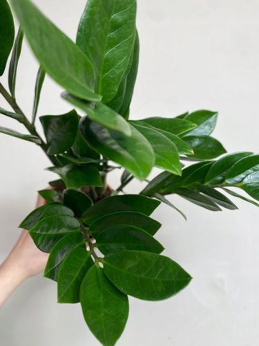 Zamiokulkas prosta w uprawie Zamikulkas 30cm na Arena.pl