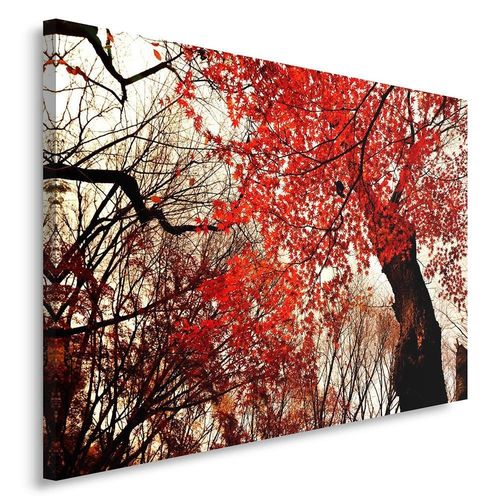 Obraz na płótnie - Canvas, Klon palmowy 40x60 na Arena.pl