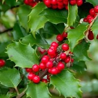 Ostrokrzew Meservy BLUE PRINCESS Zimozielony żywopłot Sadzonki P9