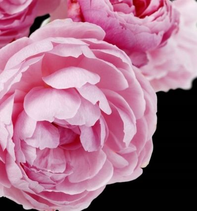 Yodeyma Eau de Parfum CHEANTE 50ml EDP na Arena.pl