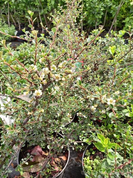 Irga himalajska-Cotoneaster glacialis zdjęcie 4