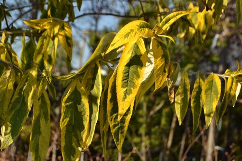 Budleja Dawida 'Santana' (Buddleja davidii) Doniczka 2.0L na Arena.pl