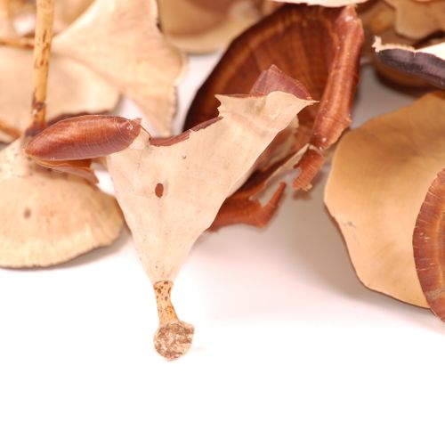 Golden mushroom 100g na Arena.pl