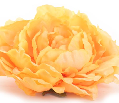 Peonia główka żółta na Arena.pl