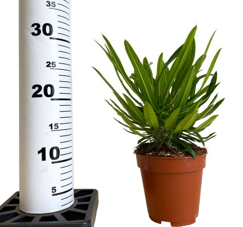 Pachypodium Lamerei 30 cm na Arena.pl