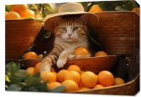 product-compare-59477370