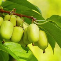 Aktinidia ISSAI Mini kiwi Obupłciowe Samopylne Mrozoodporne Sadzonki 1L