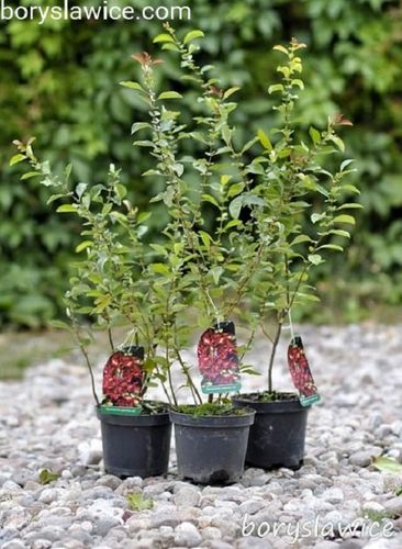 Pigwowiec japoński (Chaenomeles) w C2, wysokość 50-70 cm na Arena.pl